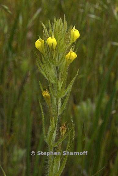 castilleja tenuis 1 graphic